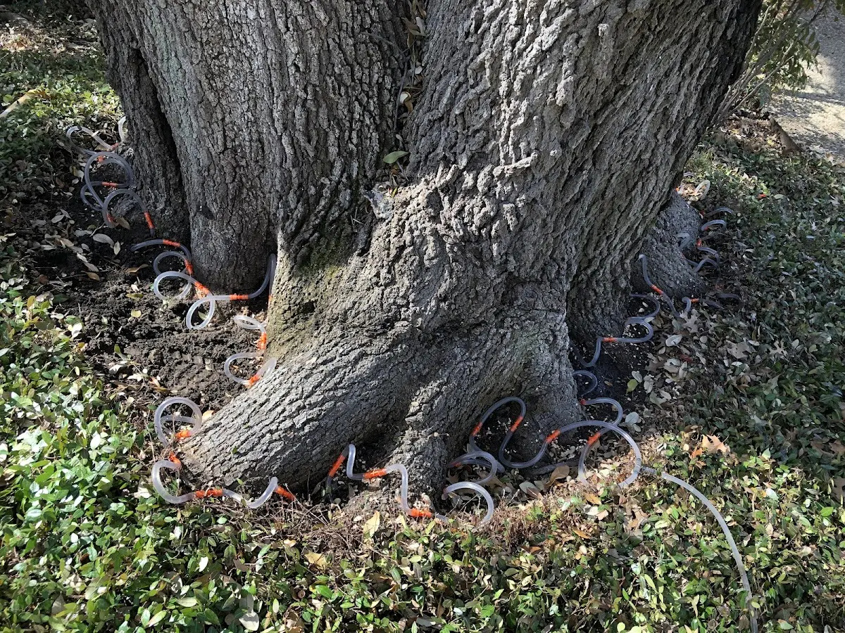 Detailed Tree Cabling and Bracing job site in Luther