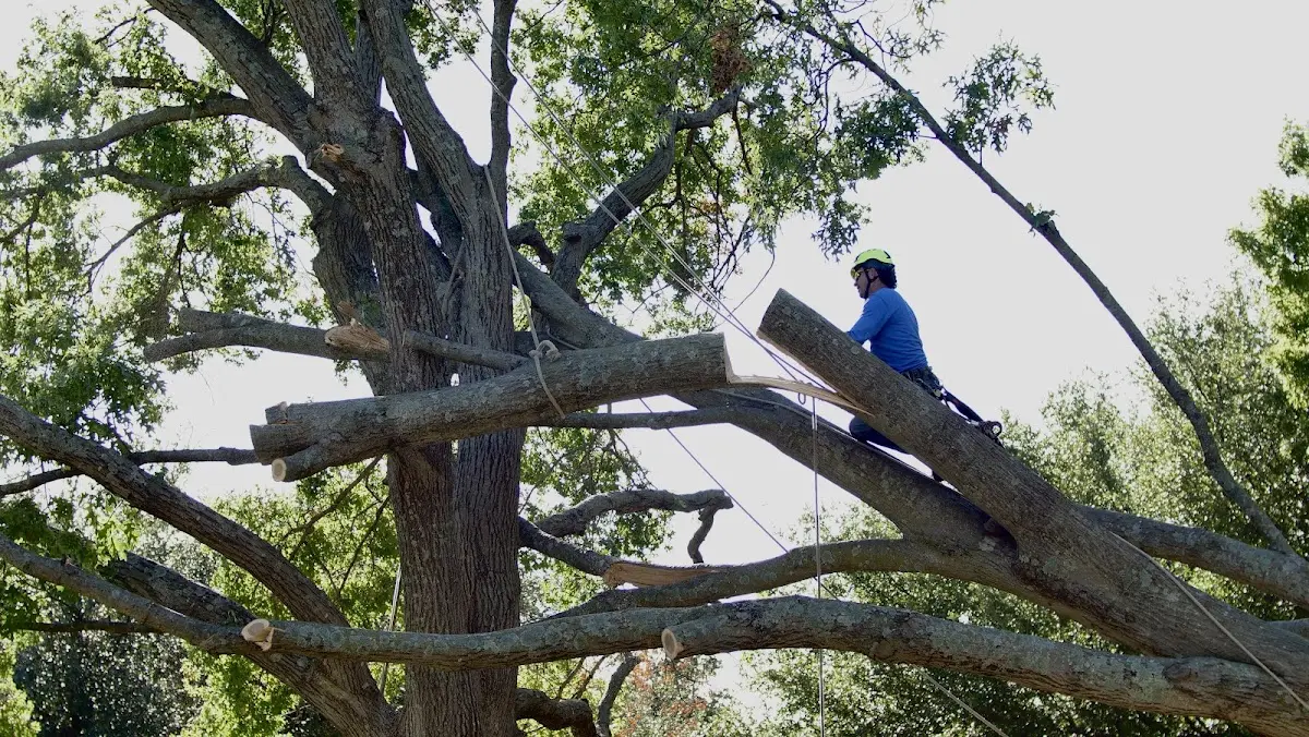 Professional Crown Thinning performed by certified arborists in Luther