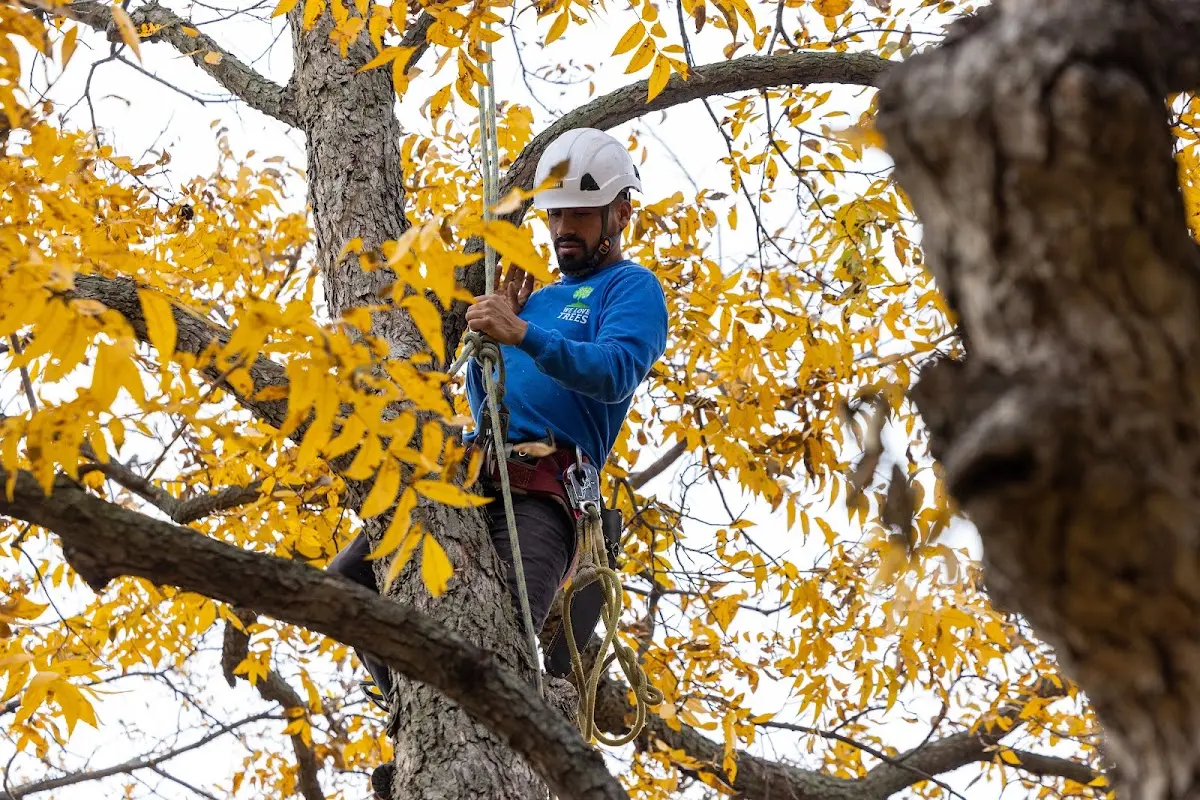 Skilled Tree Planting crew working in Luther